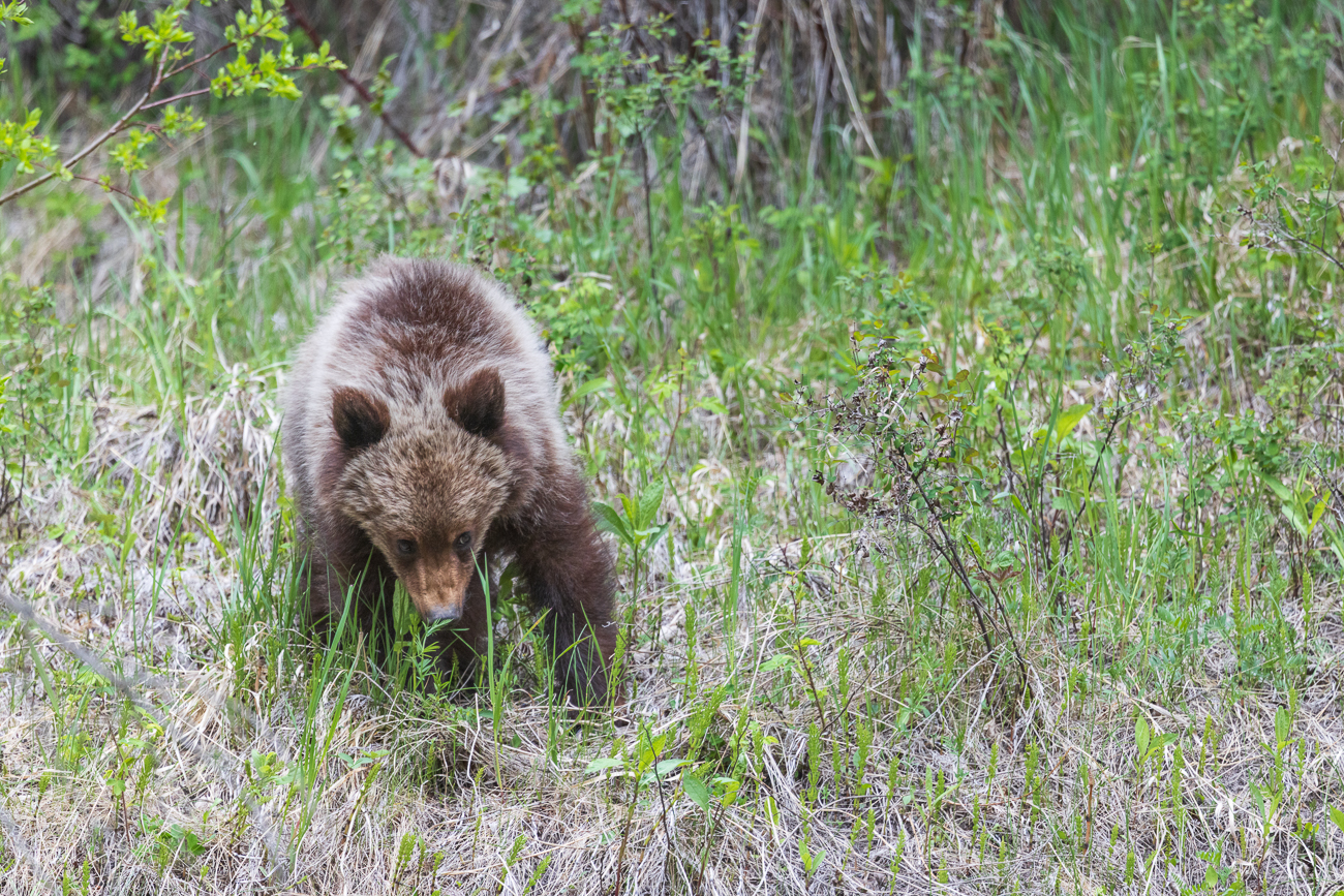 Eines der scheuen Jungtiere