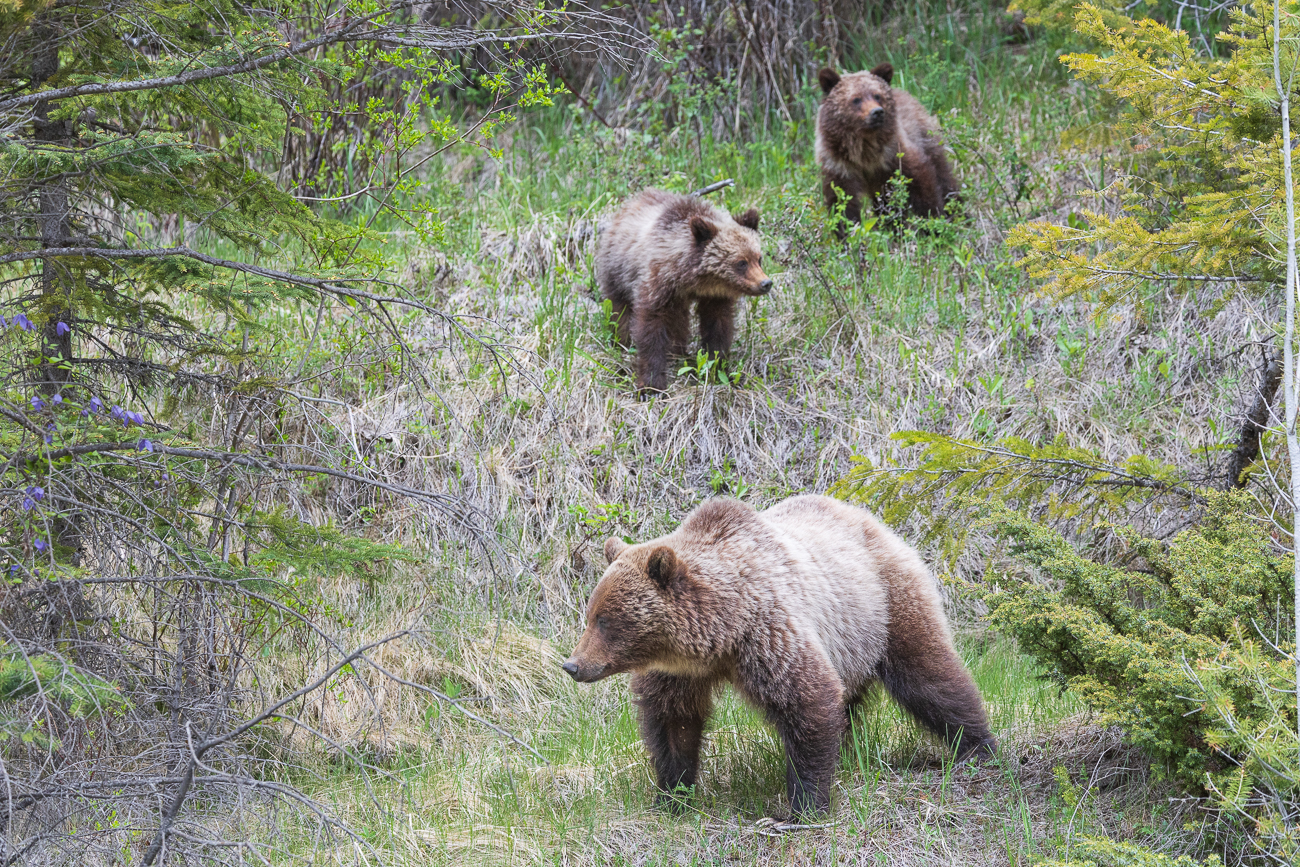 Dunkle Wolken über dem Athabasca River