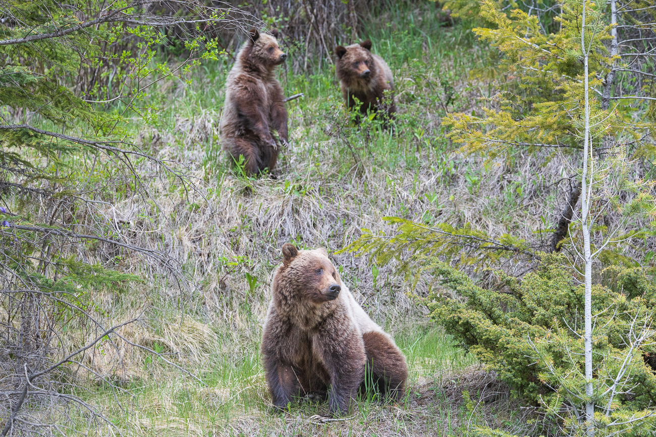 ... schrecken die Jungtiere auf