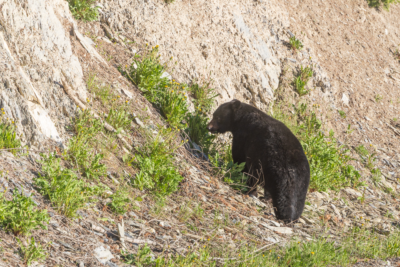 ... und das ist der Grund, ein Schwarzbär am Straßenrand