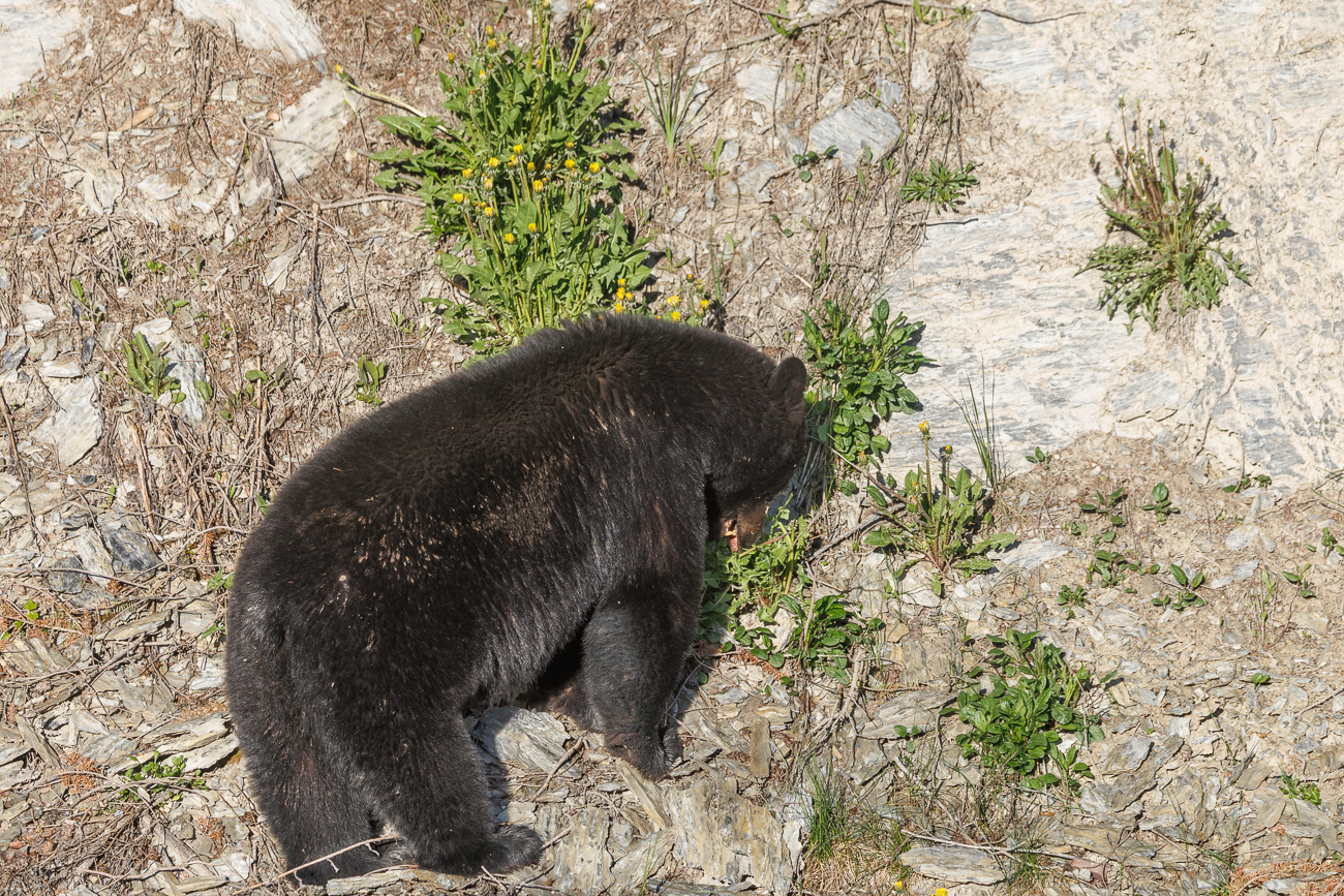 Genüßlich frisst er den Löwenzahn ...