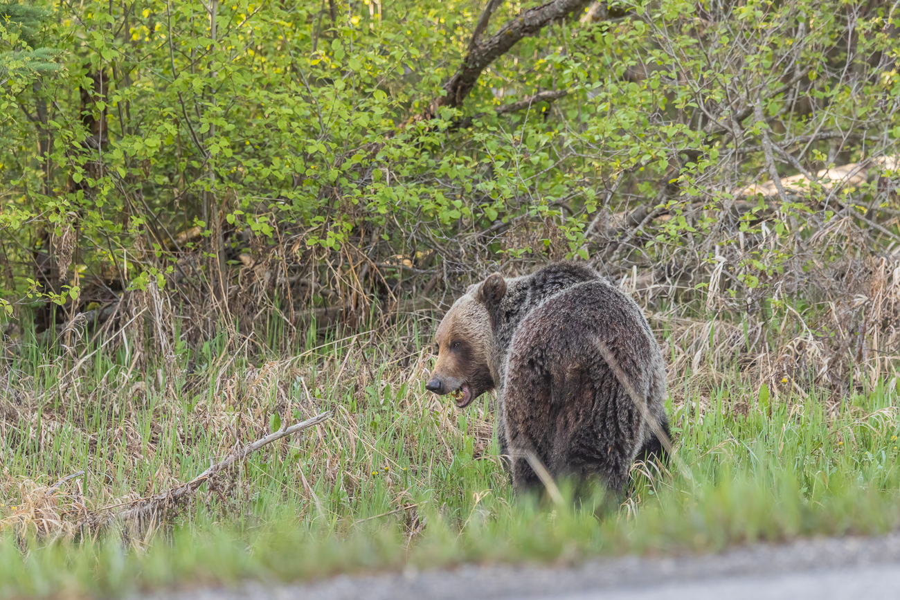 ... treffen wir auf den nächsten Bären