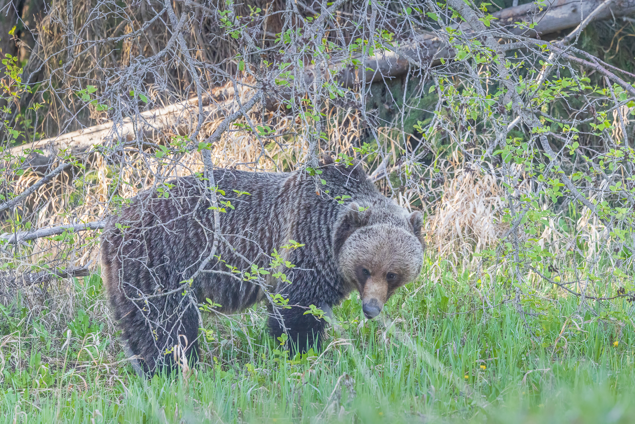 Leider ist der Grizzly etwas vom Gebüsch verdeckt ...