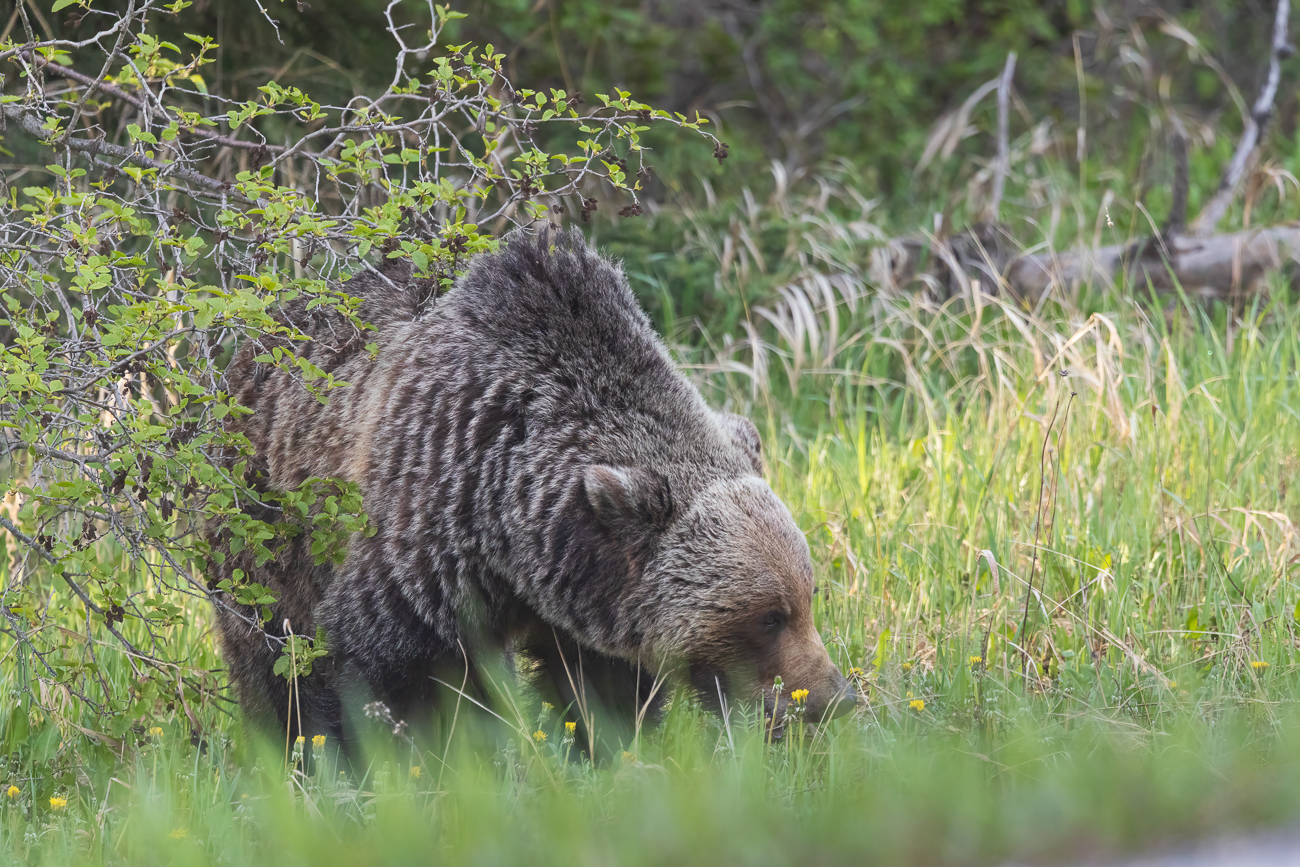 ... doch mit etwas Geduld kommt er langsam aus dem Dickicht heraus