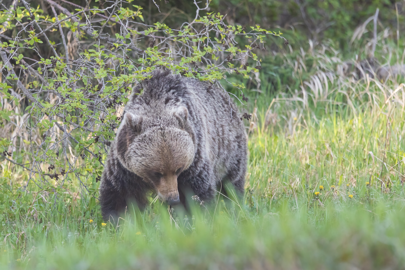 Fast wie eine Kuh grast das Tier auf der Wiese