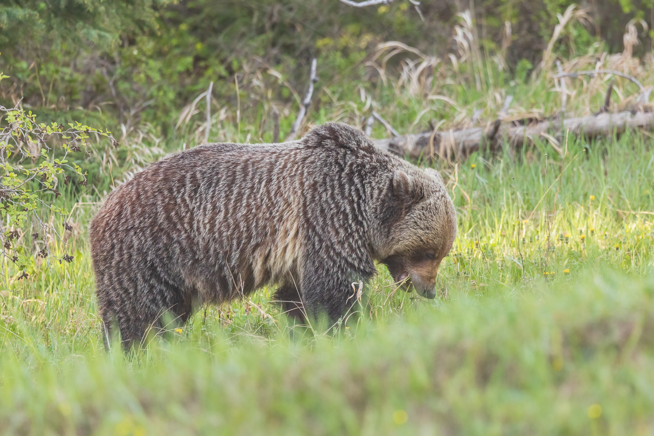 So ein imposantes Tier benötigt eine Menge Gras und Kräuter ...
