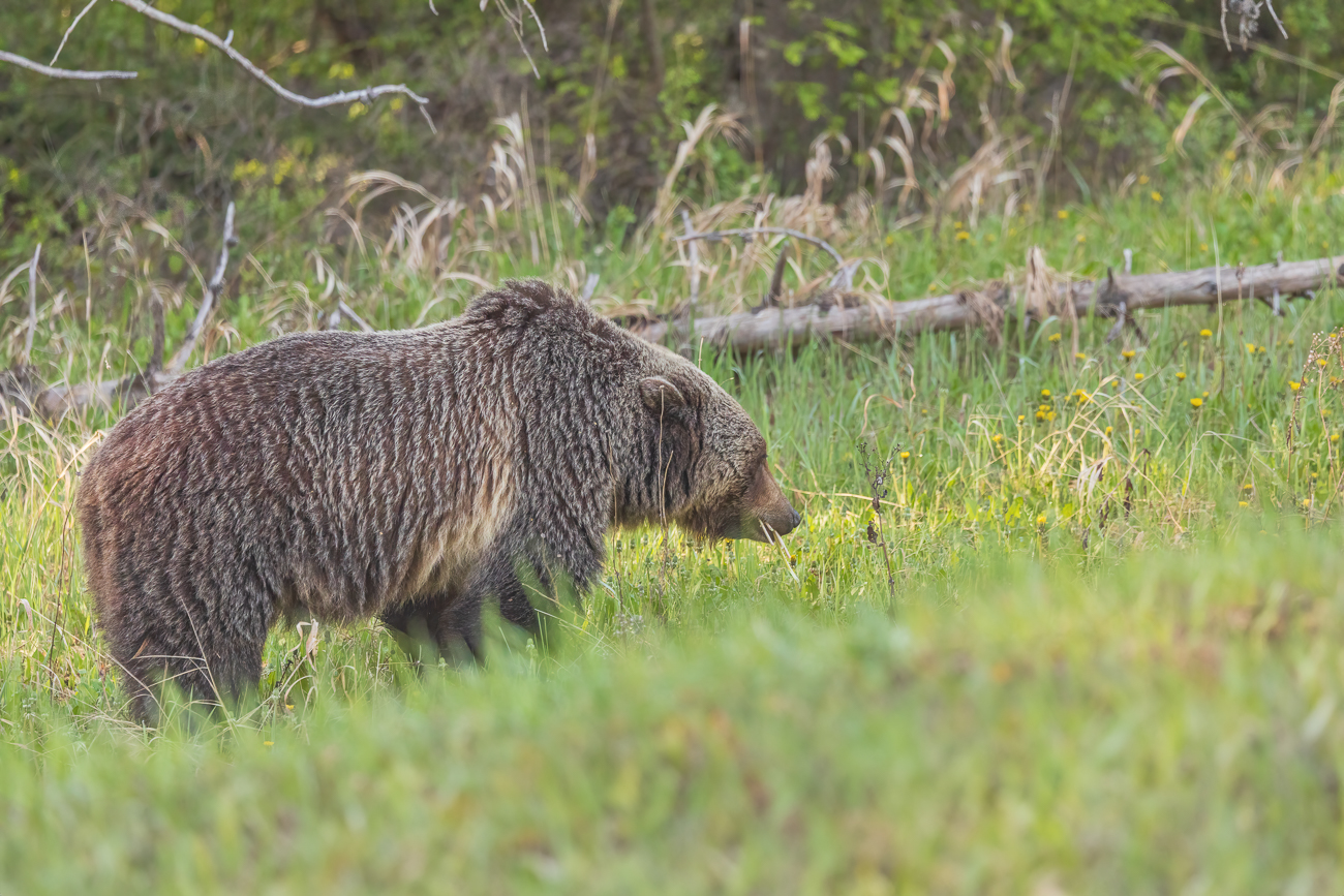 ... alternativ würde auch ein gutgenährter Tourist den Kalorienspeicher füllen ;-)