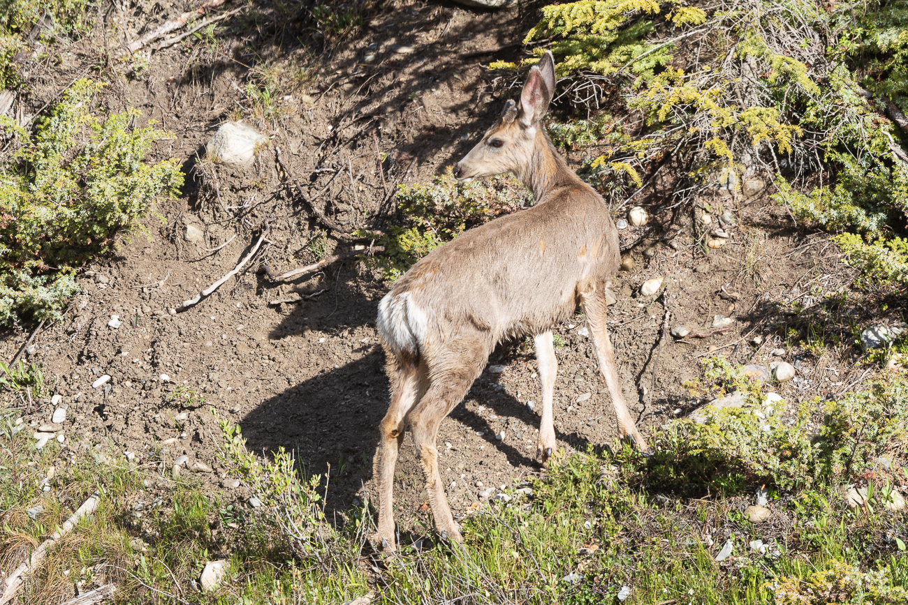 ... bis wir auf einen Maultierhirsch [Odocoileus hemionus] treffen ...