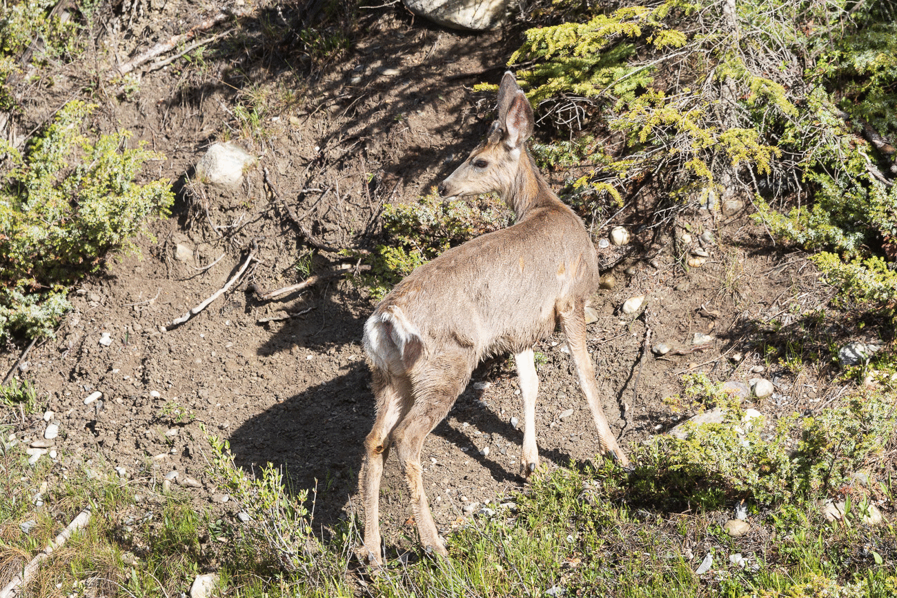 ... der ganz aufgeregt mit dem Schwanz wedelt ;-)