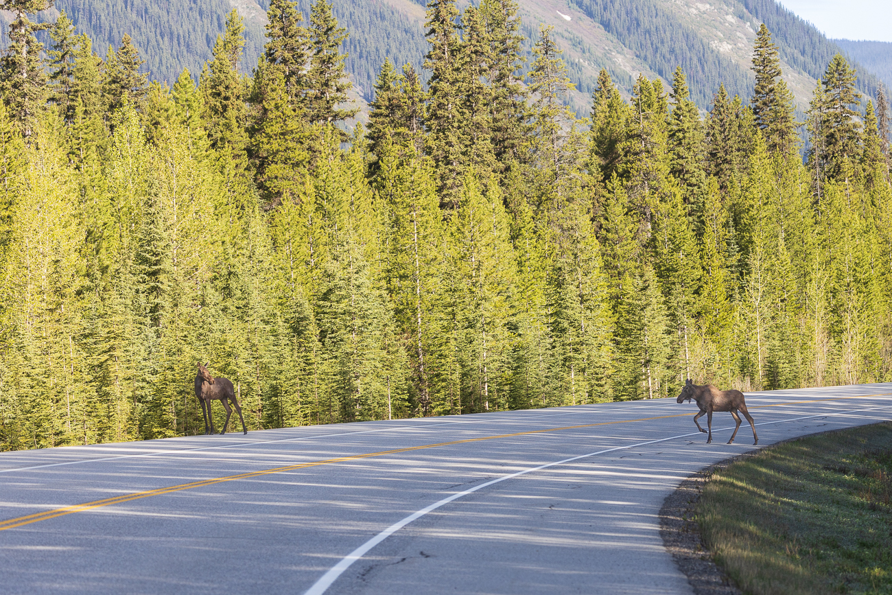 Heute scheint wieder ein toller Wildlife-Tag zu sein