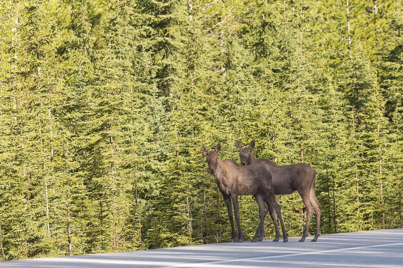 Zwei Elche kreuzen unseren Weg ...