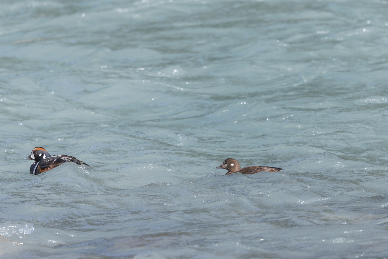 Wir treffen auf ein Pärchen Kragenenten [Histrionicus histrionicus] ...