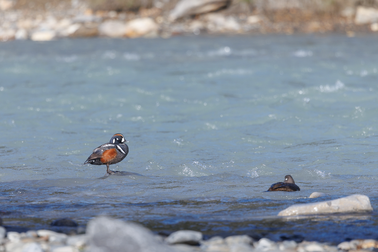 ... die es sich am Ufer gemütlich machen