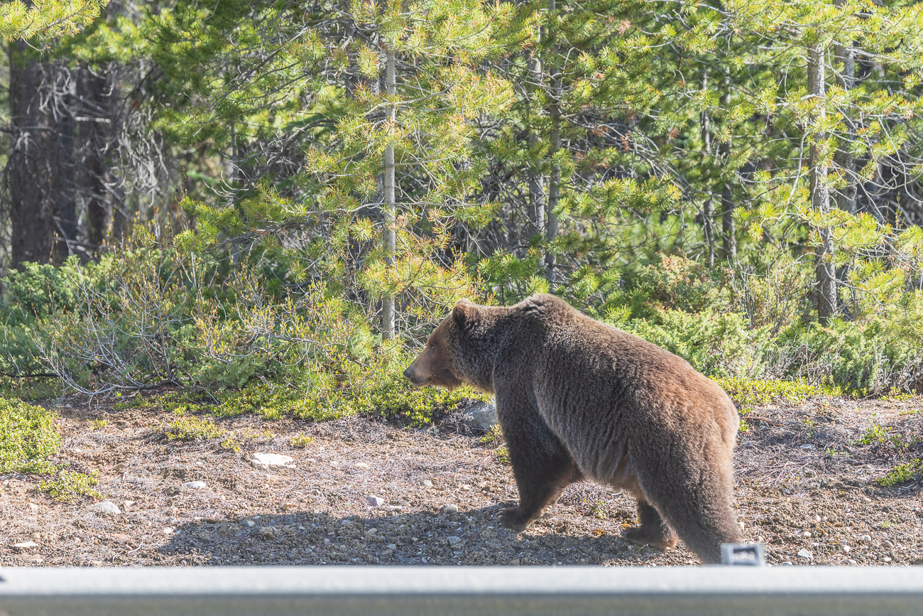 Ein stattlicher Grizzly hat gerade die Straße überquert ...