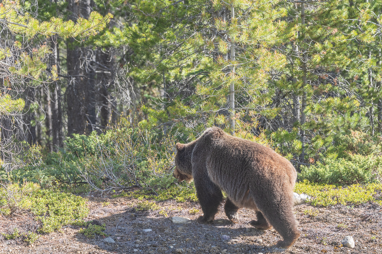 ... und zieht sich in den Wald zurück