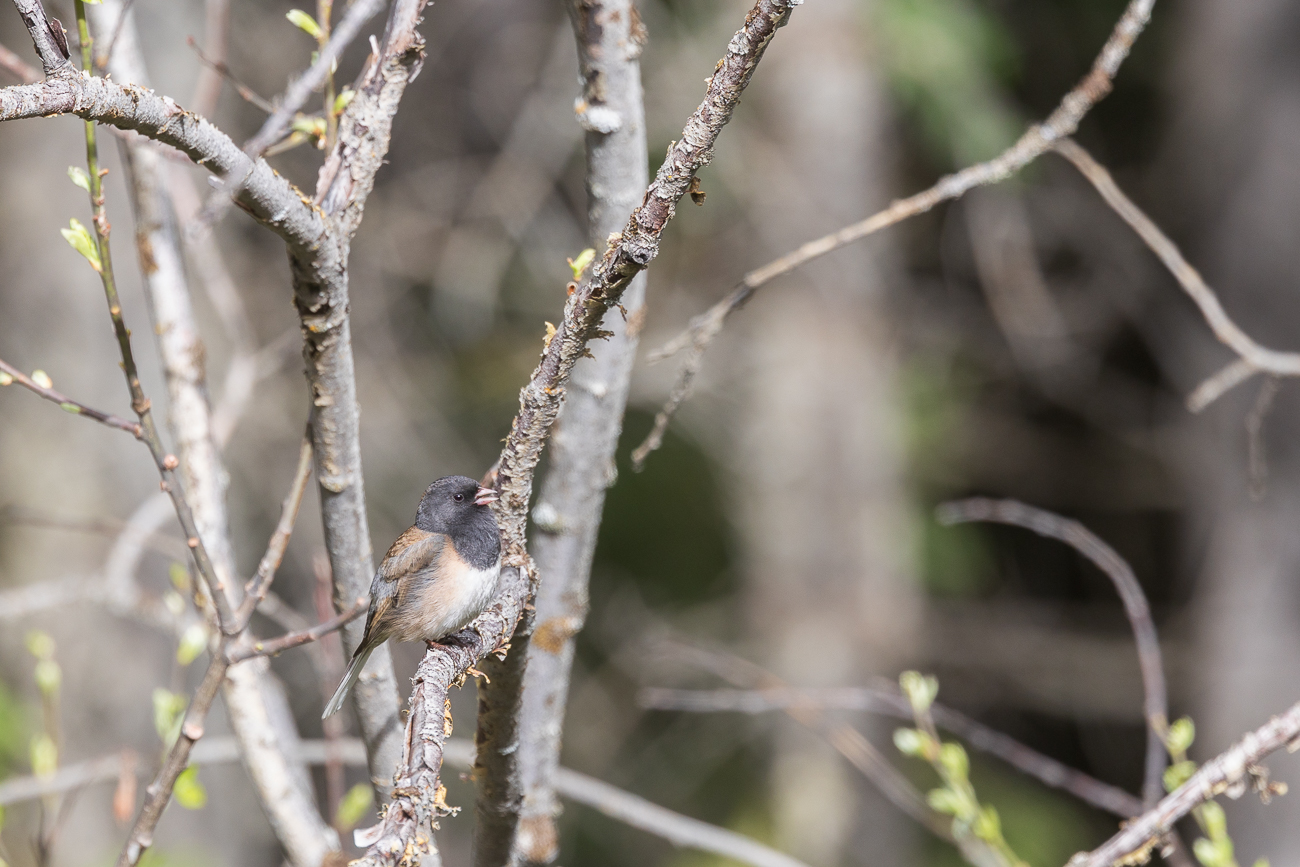 Eine Winterammer [Junco hyemalis] sitzt im Baum und singt ihr Lied
