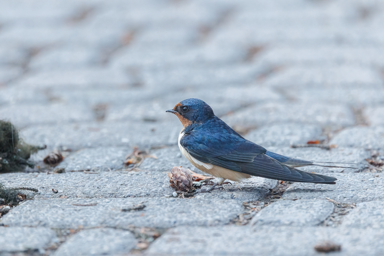 Eine Rauchschwalbe [Hirundo rustica) sucht ungewöhnlicherweise auf dem Boden nach Futter ...