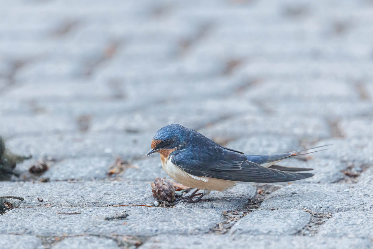 ... nach den Haaren im Schnabel könnte sie es auch auf Nistmaterial abgesehen haben