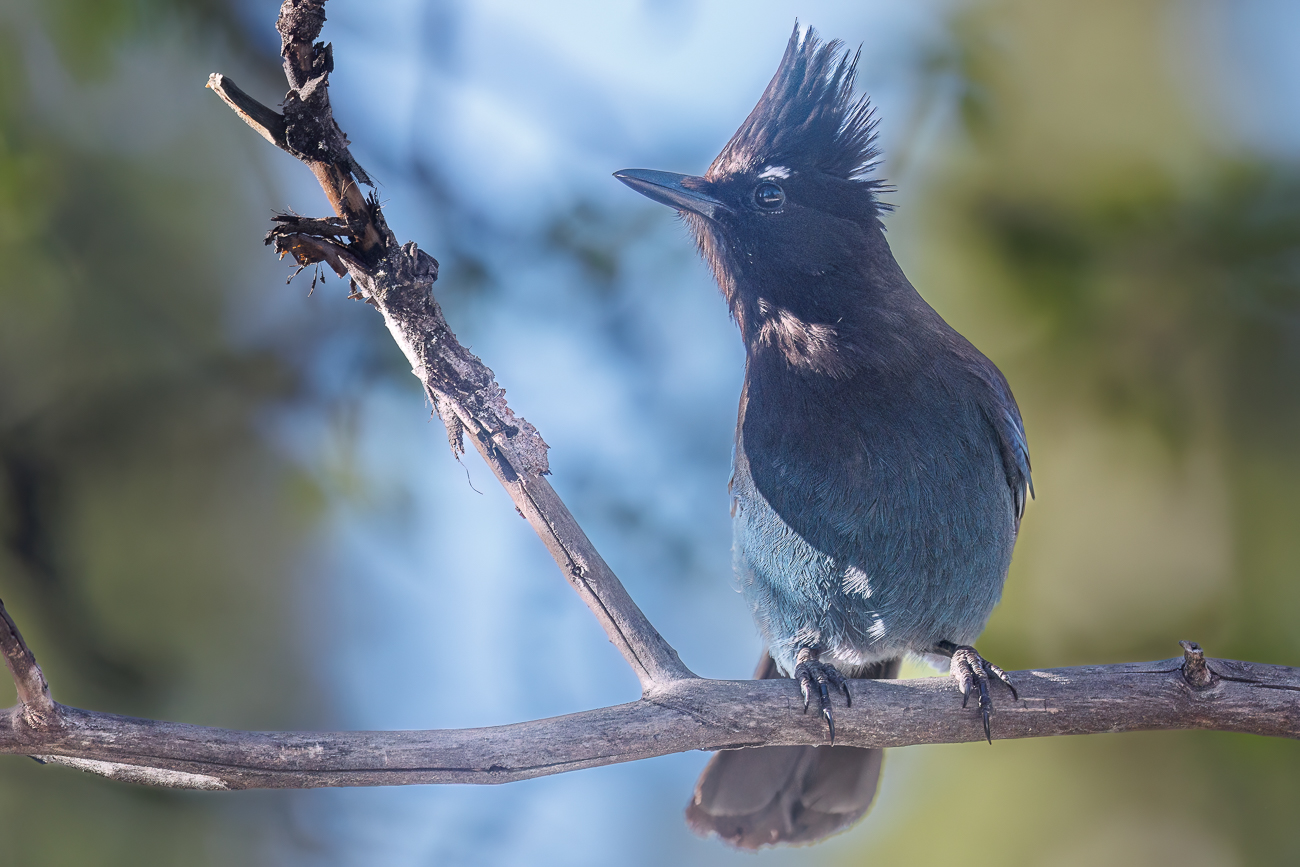 Ein Diademhäher [Cyanocitta stelleri] sitz im Baum und wartet auf touristische Zuwendung