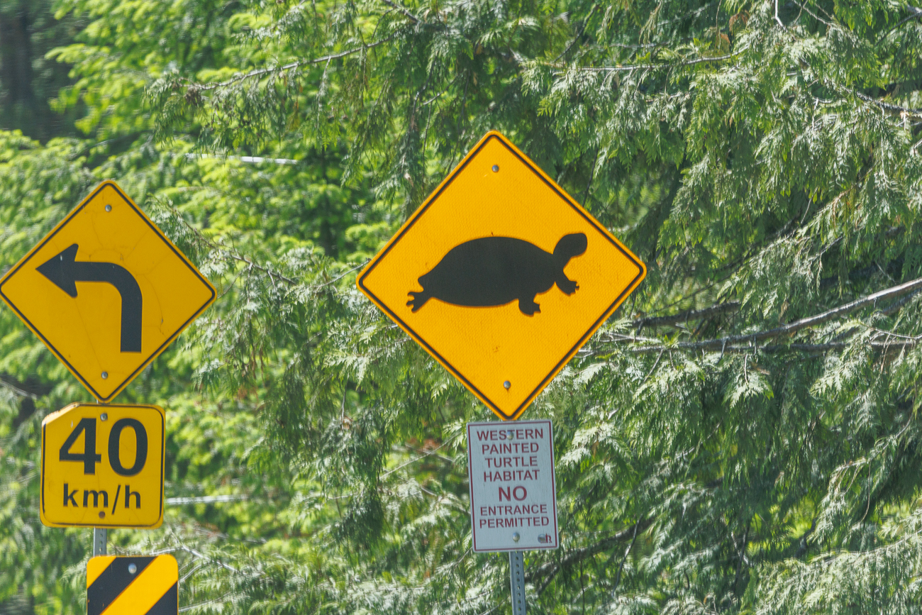 Statt vor Bären wird in Revelstoke vor Schildkröten gewarnt