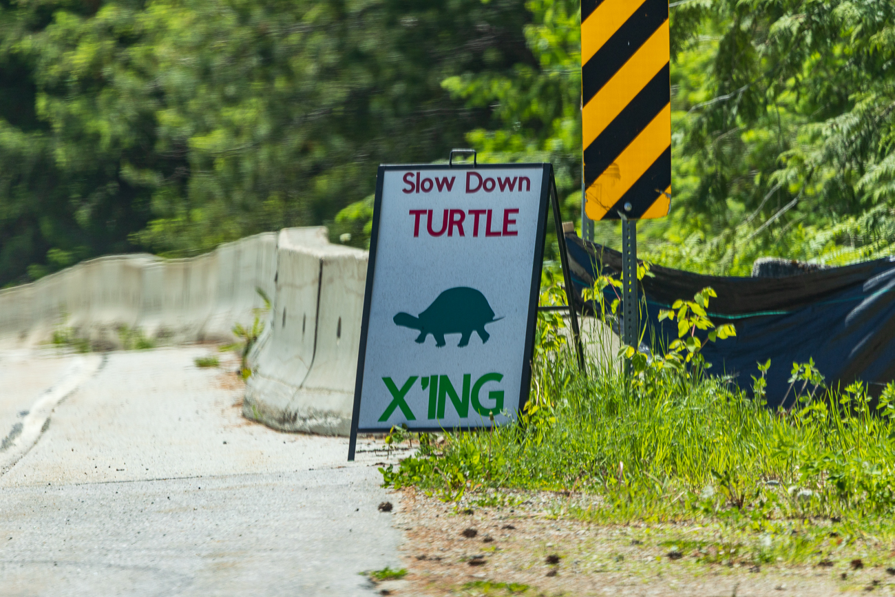 Die Schmuckschildkröten sind eine bedrohte Art und sie sollen nicht überfahren werden