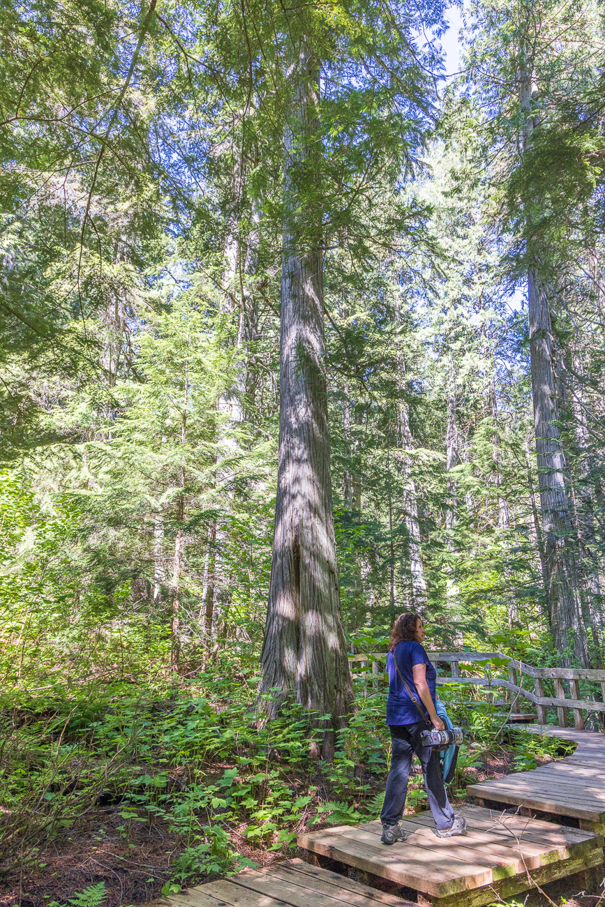Der Weg führt durch einen Bestand an alten westlichen roten Zedern und Hemlocktannen