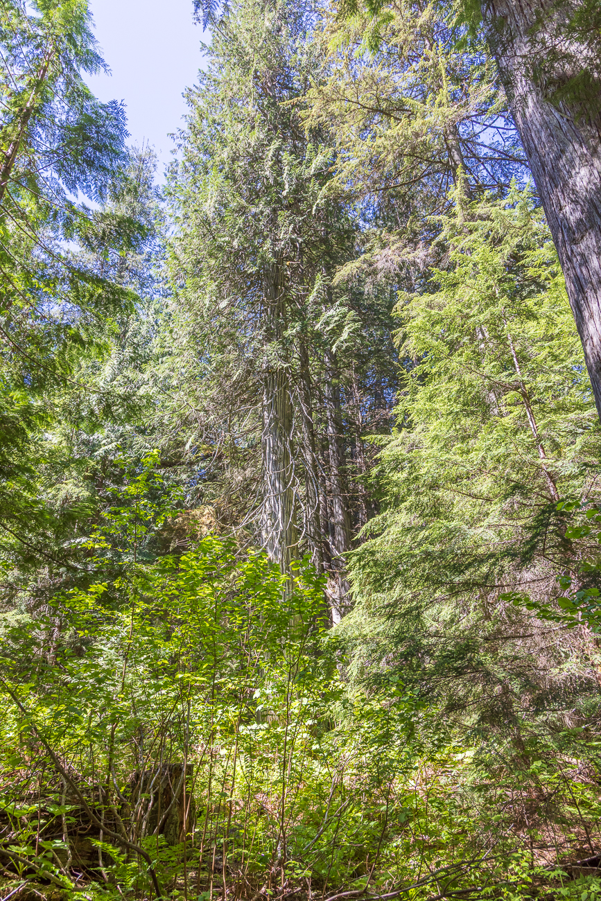 Einige der Bäume sind über 800 Jahre alt, und entlang des Weges gibt es Informationstafeln, die Einblicke in das Ökosystem des Regenwaldes geben