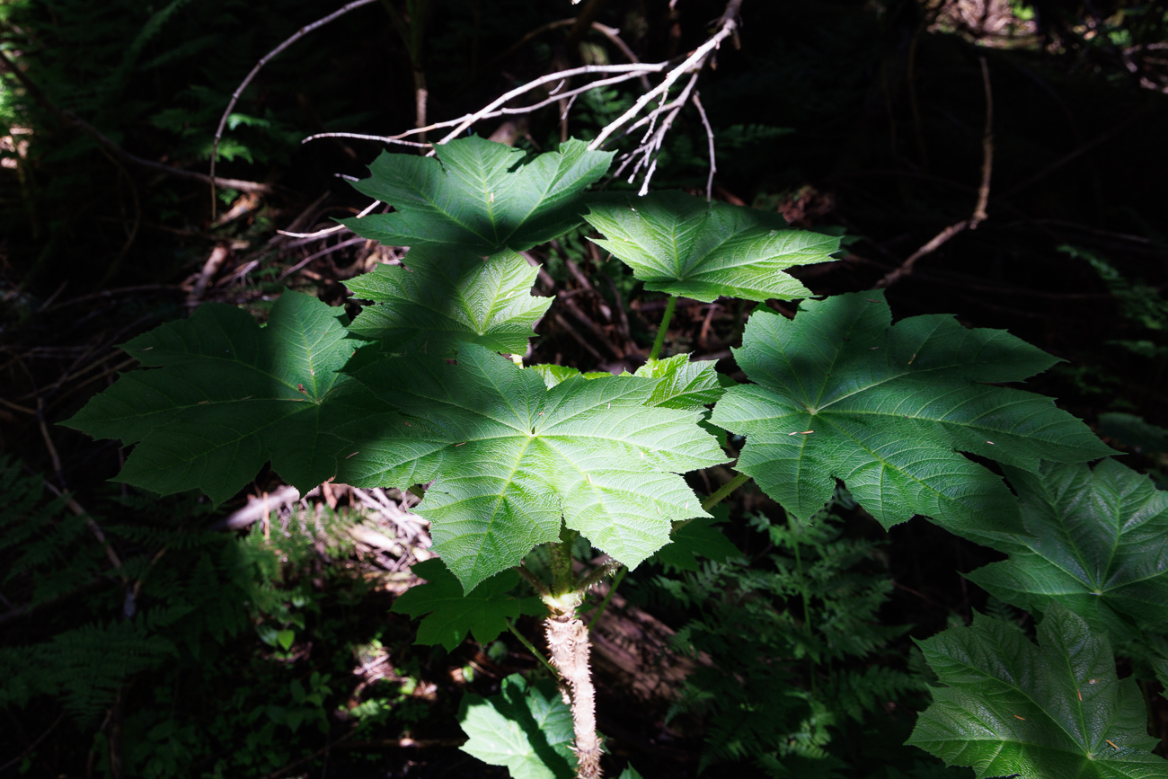Igelkraftwurz [Oplopanax horridus]