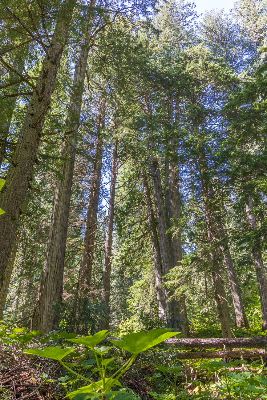 Hemlocktannen [Tsuga heterophylla]