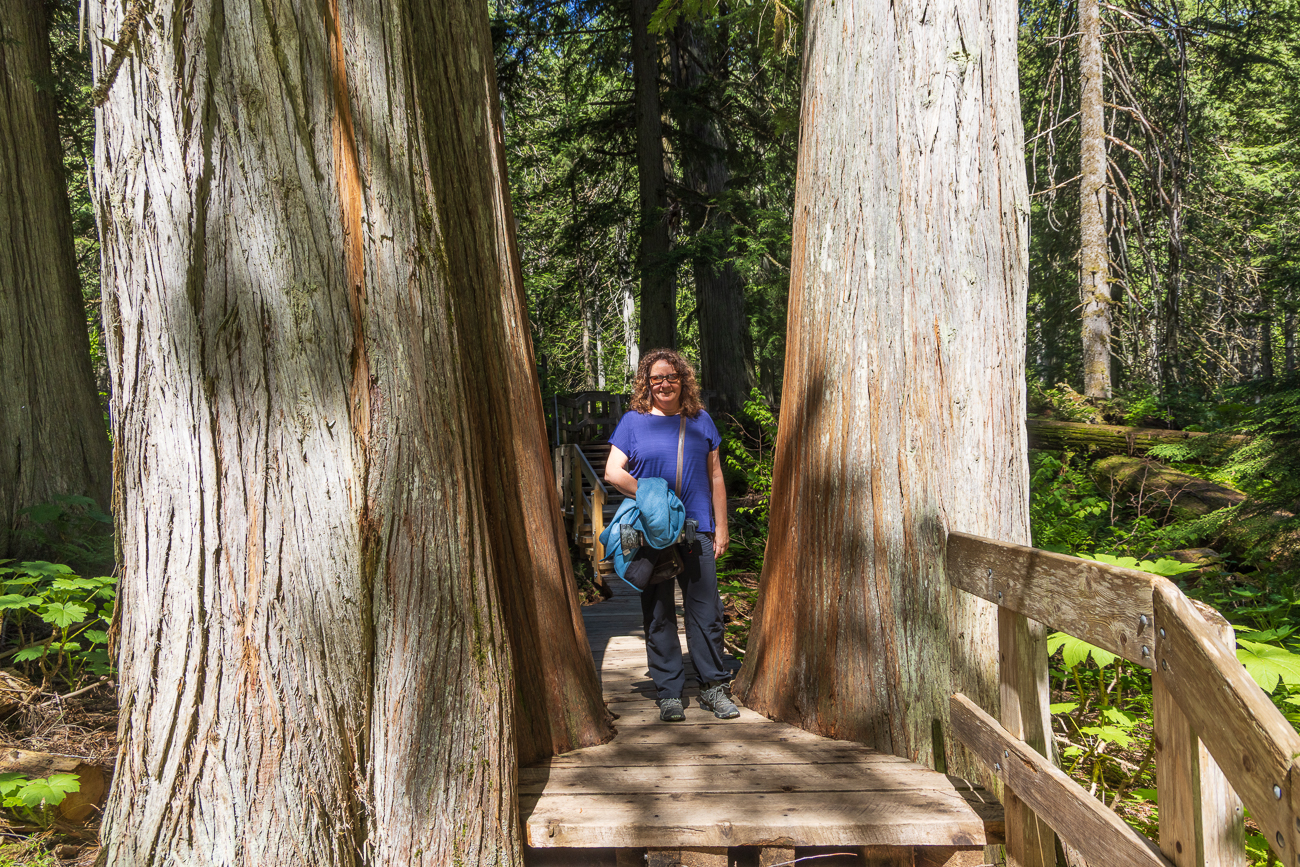 Engstelle zwischen den Hemlocks