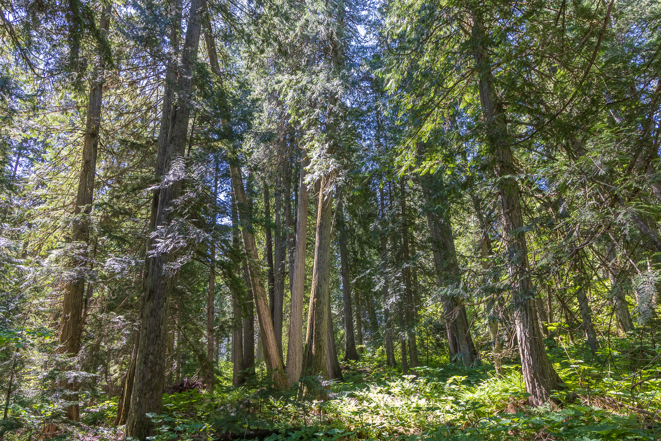 Hemlock- und Schierlingstannen ...