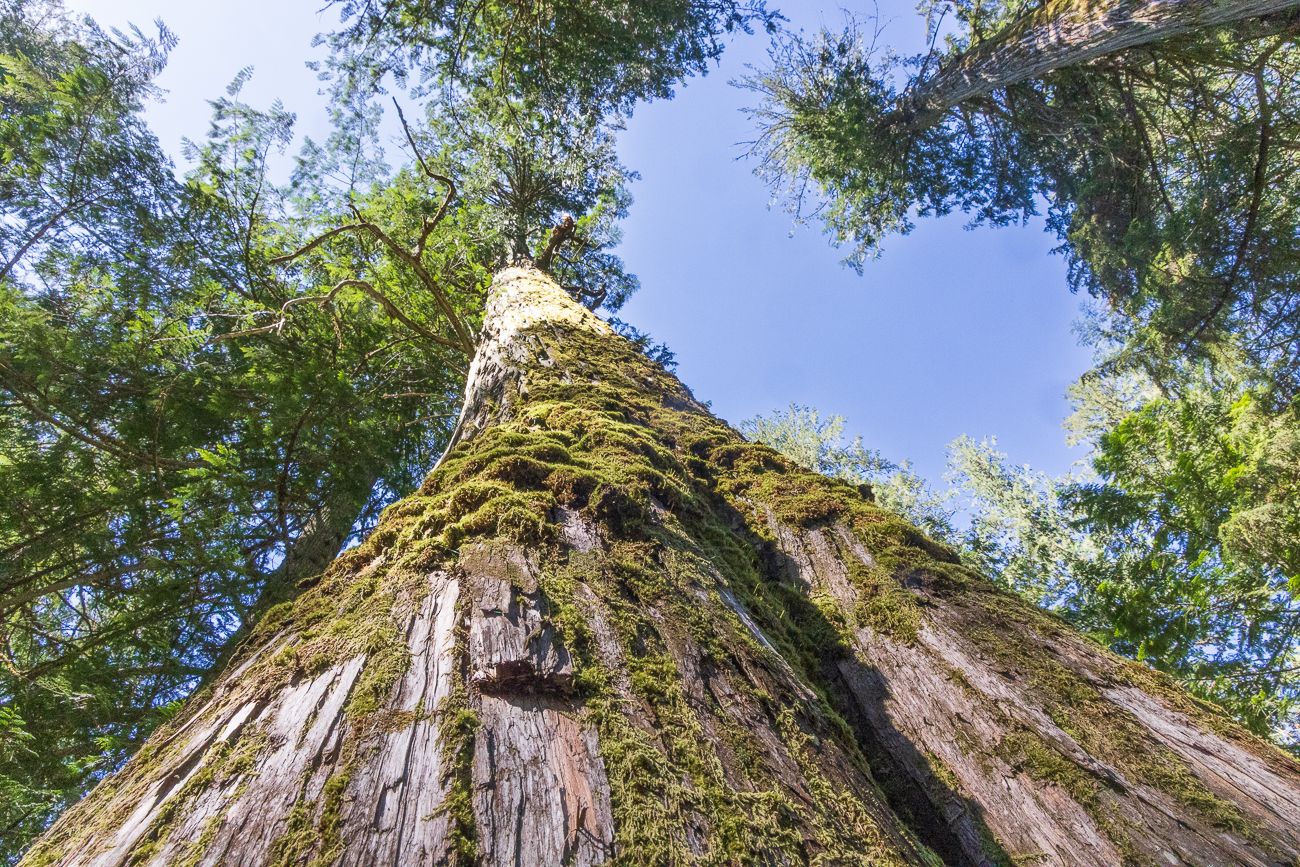 ... wachsen ziemlich hoch