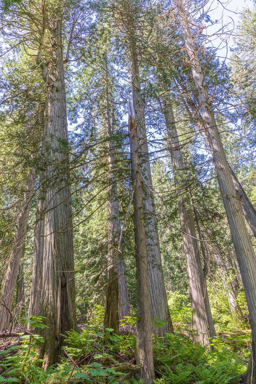 Zwischen den Ästen und im Unterholz ...,
