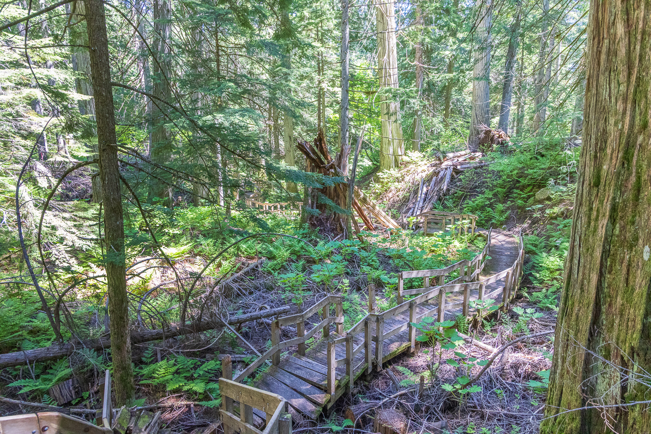 Bis zu den liegenden Baumstämmen können wir noch laufen ...