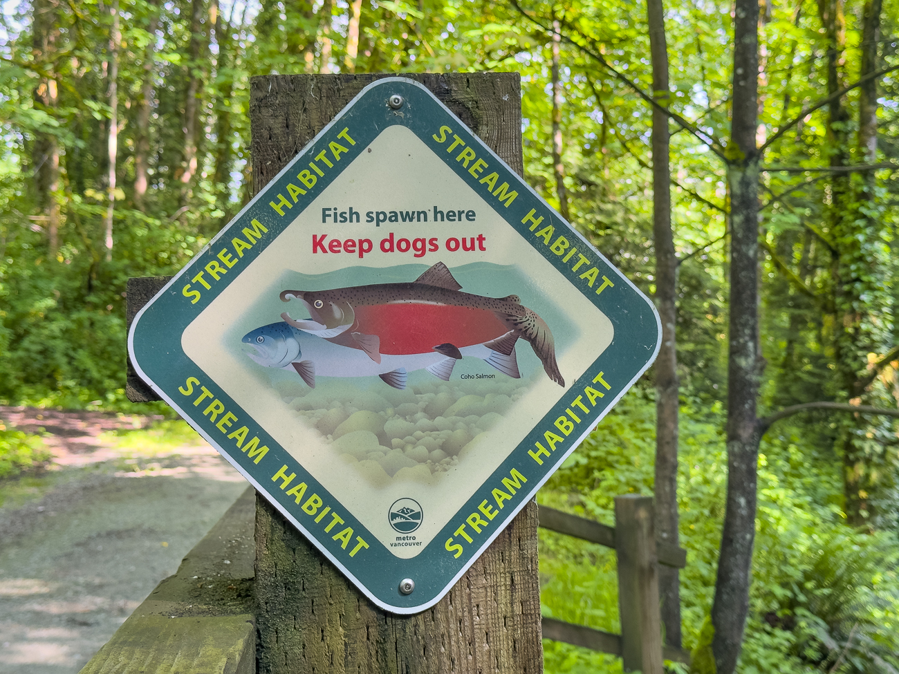 Die Lachse kommen erst im Herbst, momentan ist nichts zu sehen