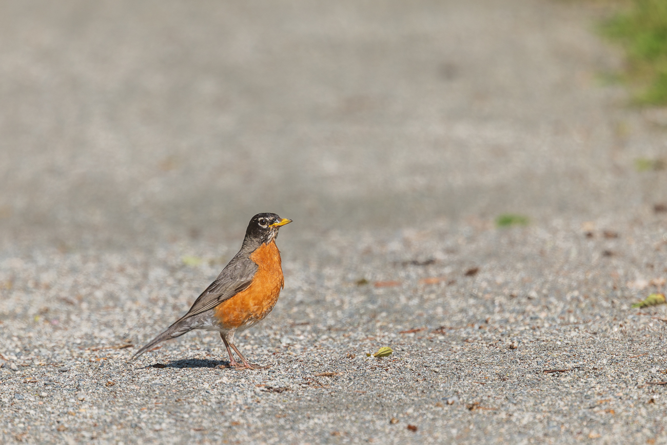 Wanderdrossel [Turdus migratorius]