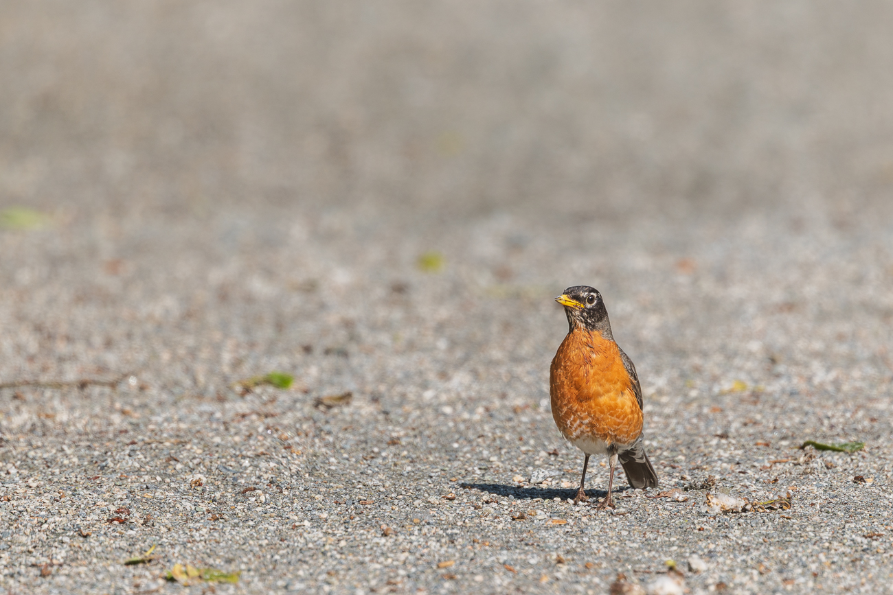 Wanderdrossel [Turdus migratorius]