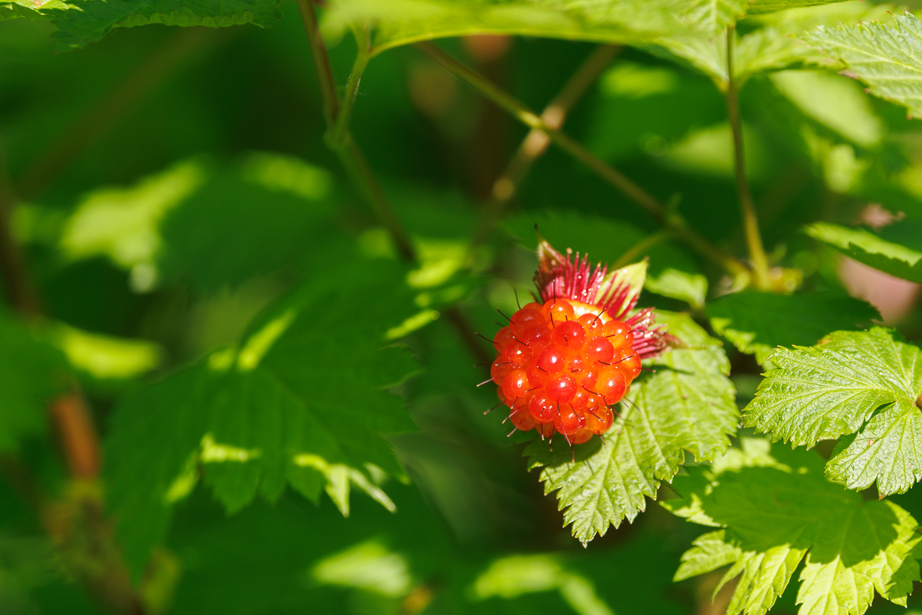 Pracht-Himbeere [Rubus spectabilis]