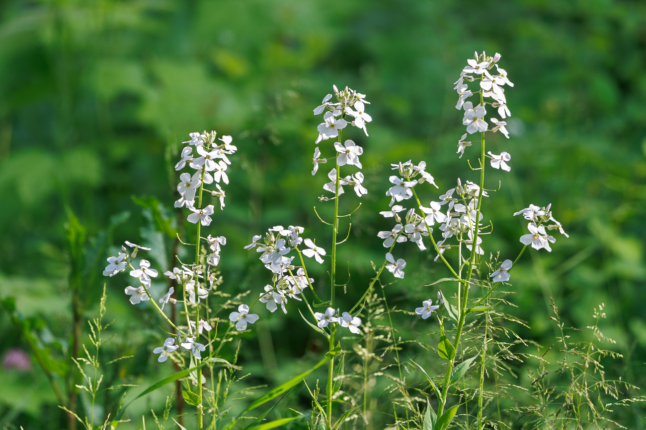 Gew&ouml;hnliche Nachtviole [Hesperis matronalis]