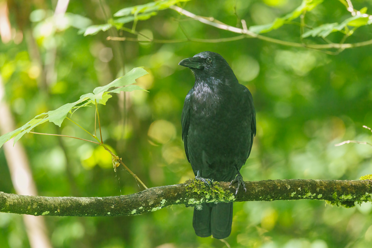 Amerikakr&auml;he [Corvus brachyrhynchos]