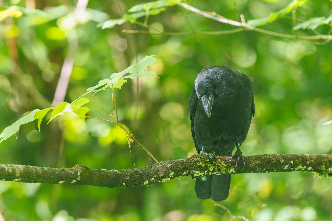 Amerikakr&auml;he [Corvus brachyrhynchos]