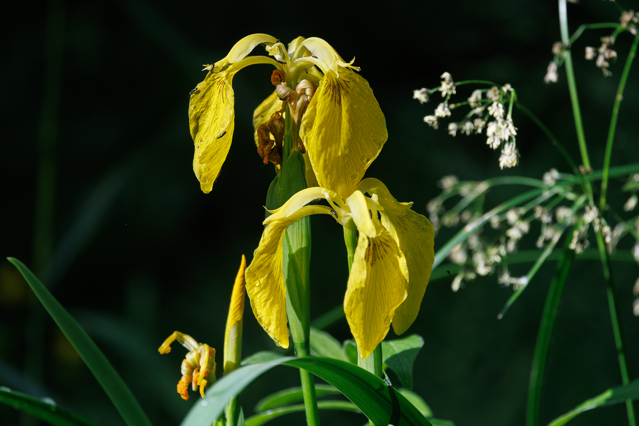 Sumpf-Schwertlilie [Iris pseudocorus]