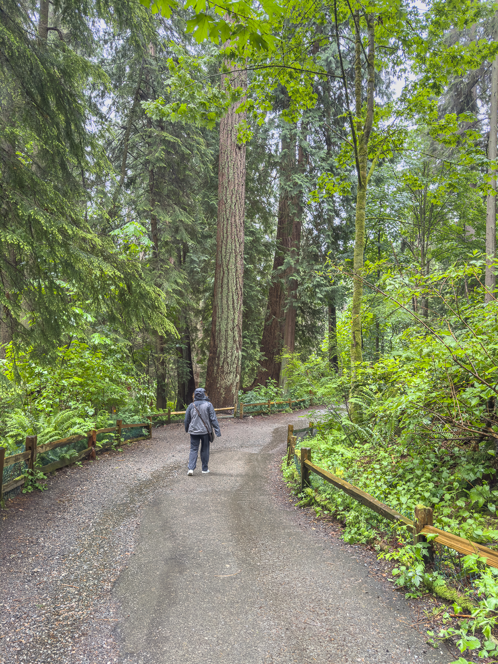 Es geht weiter durch den tropfnassen Wald