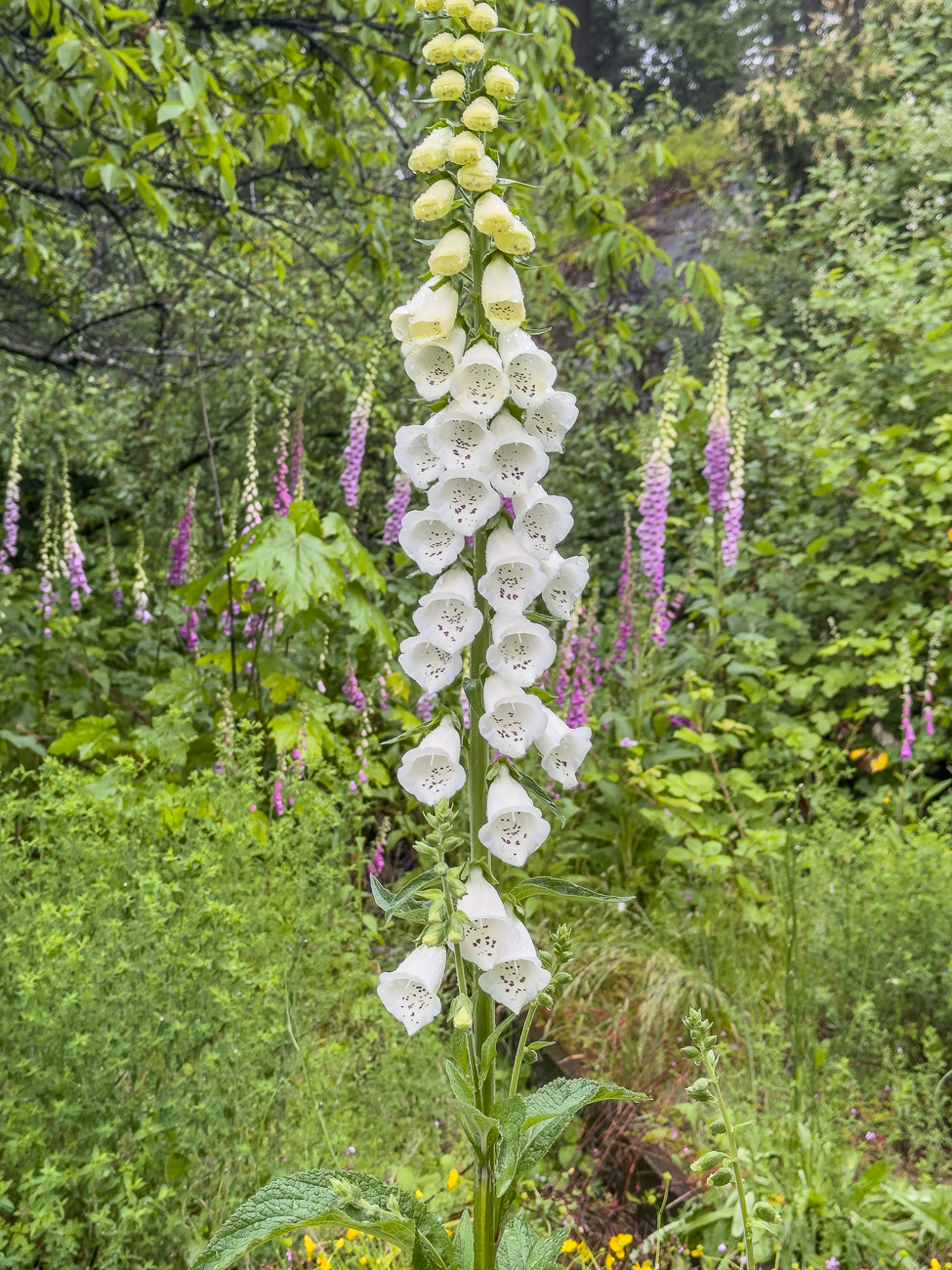 Roter Fingerhut [Digitalis purpurea] - auch wenn er wei&szlig; ist ;-)