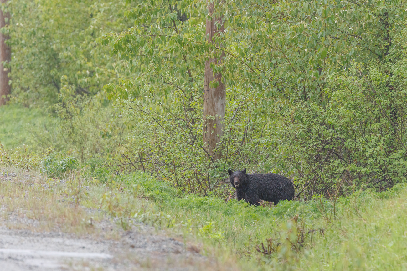 Ein stattlicher Schwarzb&auml;r am Stra&szlig;enrand