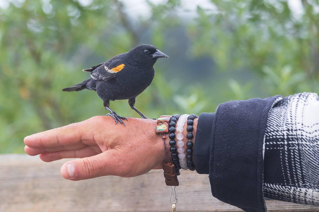 &Uuml;berall stehen Schilder, dass man die V&ouml;gel nicht f&uuml;ttern soll, da das Vogelfutter B&auml;ren anlockt. Viele Leute halten sich nicht daran und f&uuml;ttern t&uuml;ten- und taschenweise die Tiere. Die sind so sehr an die F&uuml;tterung gew&ouml;hnt, dass sie sogar auf die Hand fliegen. Das Problem gibt es auch bei uns, wobei keine B&auml;ren angelockt werden ;-), aber die Tiere am falschen Futter sterben!