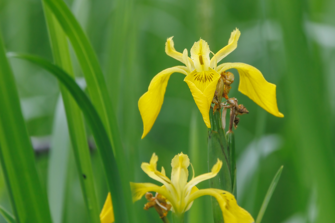 Sumpf-Schwertlilie [Iris pseudacorus]
