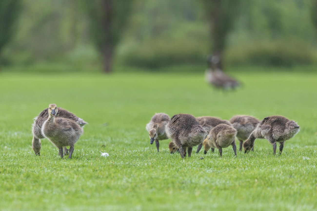 K&uuml;ken der Kanadag&auml;nse [Branta canadensis] beim Grasen