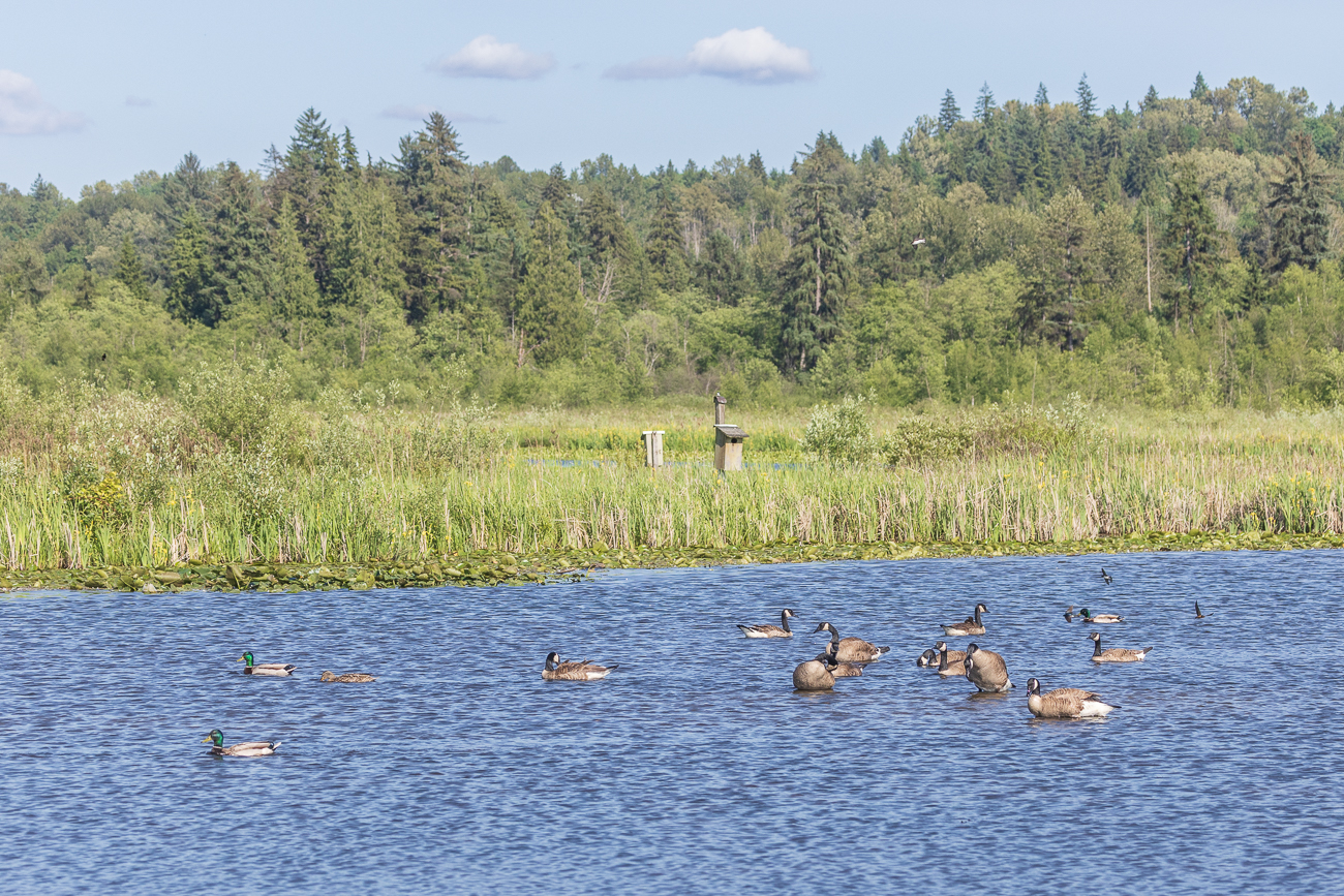 Kanadag&auml;nse und Stockenten