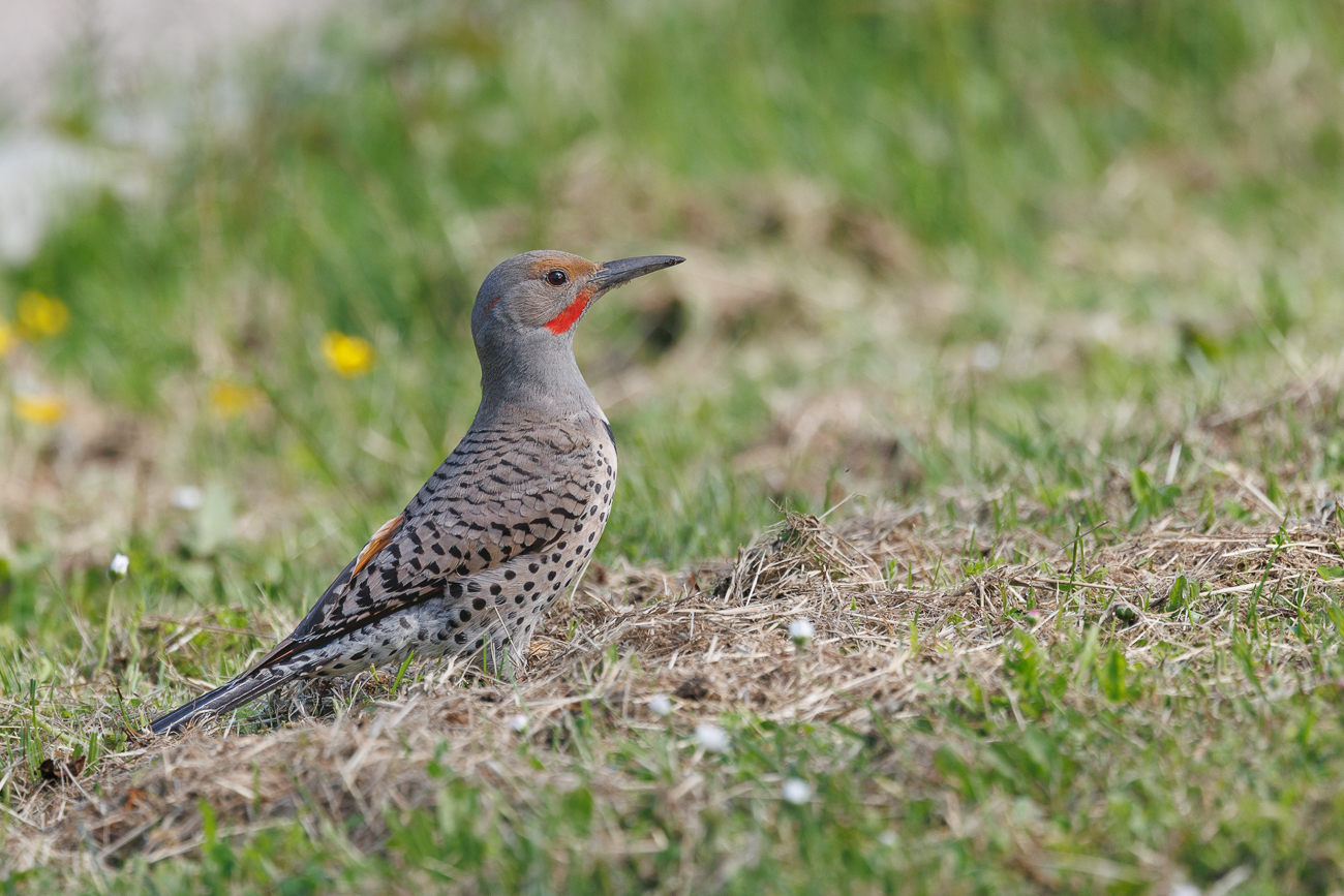 Kanada 2025: Nachbereitungen &rArr; Nachbereitungen
